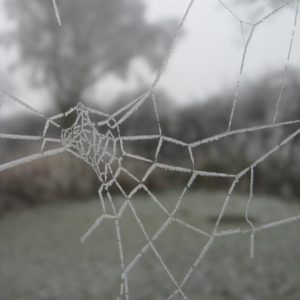Winter Web