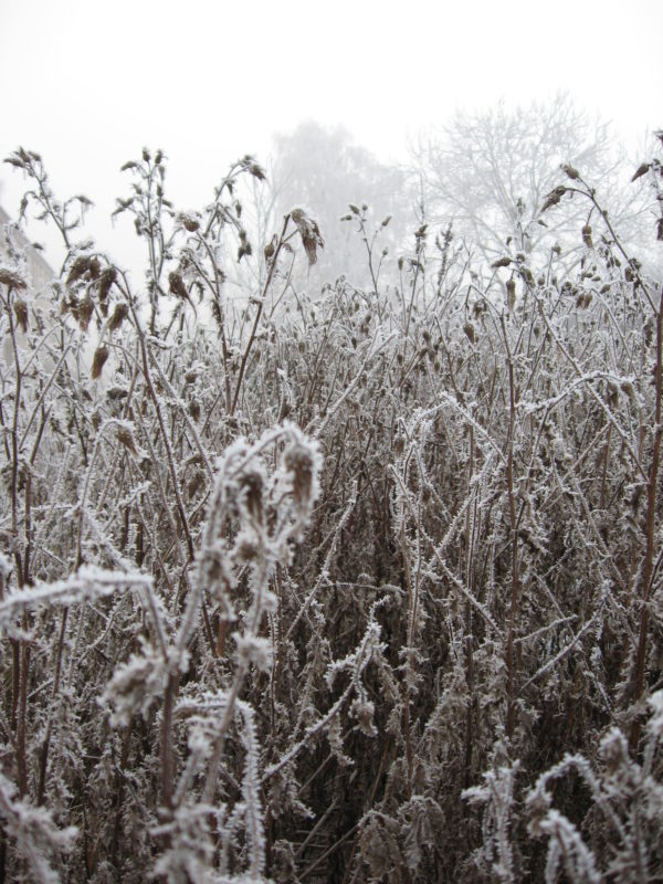 Field In Winter